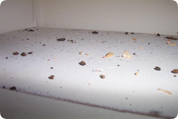 droppings rat poop feces shelf contamination