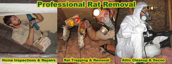 Rat Removal From House Attic Ceiling Wall Building Rodent Control,Getting Rid Of Carpenter Ants